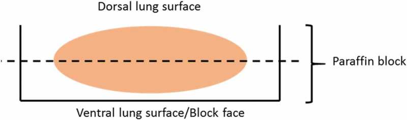 Guidelines for collection and processing of lungs from aged mice for histological studies.