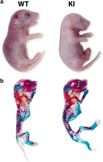 Absence of the dermatan sulfate chain of decorin does not affect mouse development.