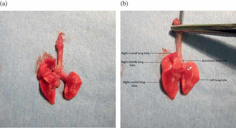 Guidelines for collection and processing of lungs from aged mice for histological studies.