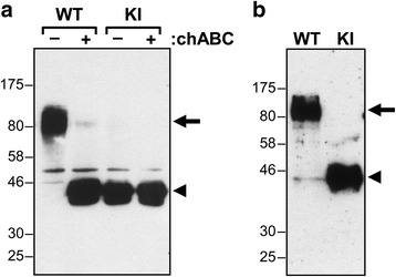 Absence of the dermatan sulfate chain of decorin does not affect mouse development.