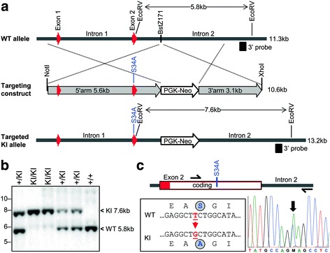 Absence of the dermatan sulfate chain of decorin does not affect mouse development.