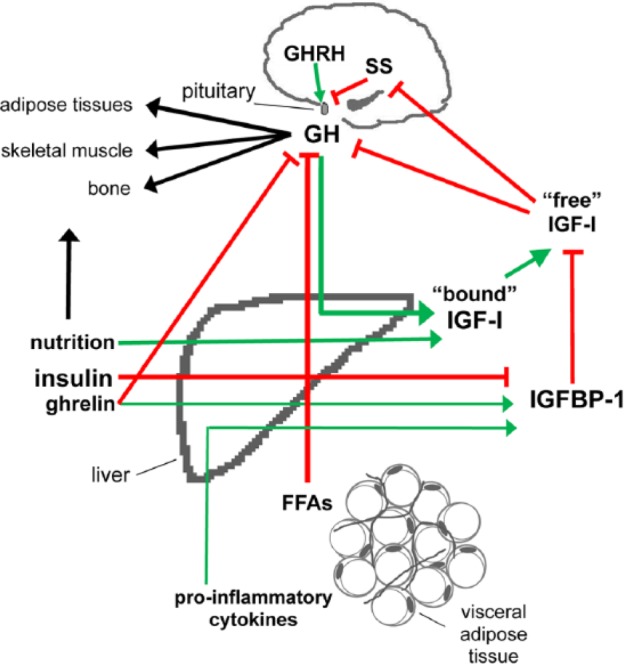 The Role of the Growth Hormone/Insulin-Like Growth Factor System in Visceral Adiposity.