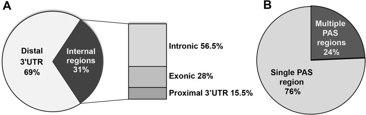 An alanine expanded PABPN1 causes increased utilization of intronic polyadenylation sites.