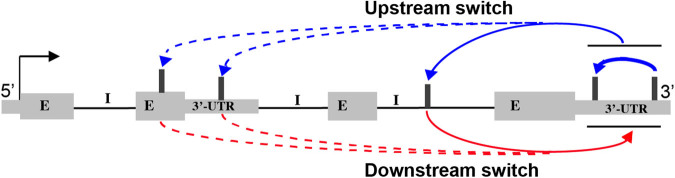 An alanine expanded PABPN1 causes increased utilization of intronic polyadenylation sites.