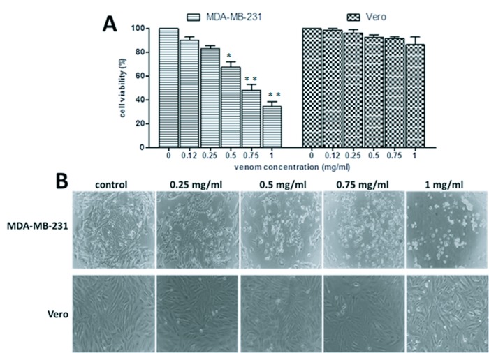 <i>Rhopalurus junceus</i> scorpion venom induces apoptosis in the triple negative human breast cancer cell line MDA-MB-231.