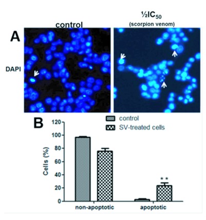 <i>Rhopalurus junceus</i> scorpion venom induces apoptosis in the triple negative human breast cancer cell line MDA-MB-231.