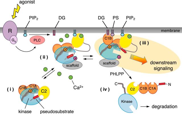 Conventional protein kinase C in the brain: 40 years later.