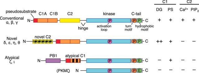 Conventional protein kinase C in the brain: 40 years later.