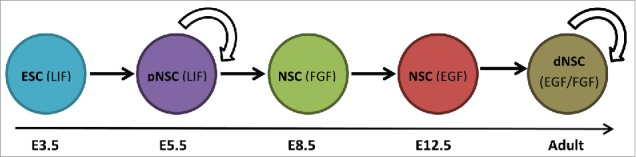 Building a central nervous system: The neural stem cell lineage revealed.