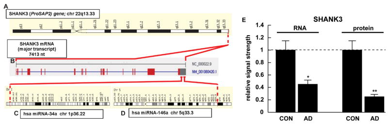 Alterations in micro RNA-messenger RNA (miRNA-mRNA) Coupled Signaling Networks in Sporadic Alzheimer's Disease (AD) Hippocampal CA1.