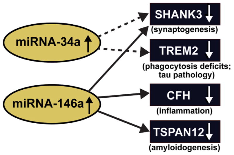 Alterations in micro RNA-messenger RNA (miRNA-mRNA) Coupled Signaling Networks in Sporadic Alzheimer's Disease (AD) Hippocampal CA1.