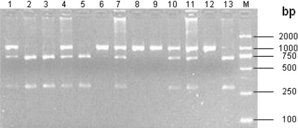 Two single nucleotide polymorphisms sites in <i>α1</i>-<i>AT</i> gene and their association with somatic cell score in Chinese Holstein cows.