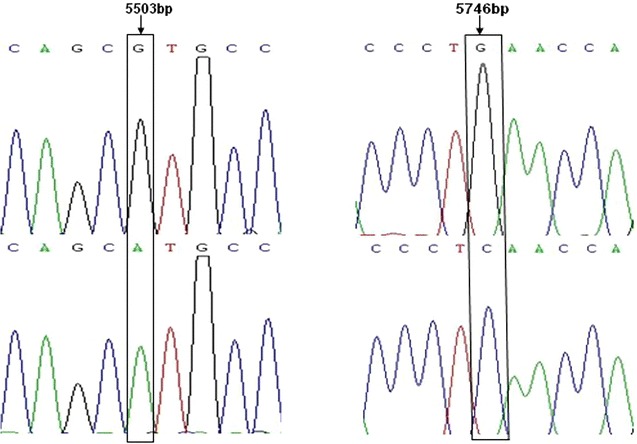 Two single nucleotide polymorphisms sites in <i>α1</i>-<i>AT</i> gene and their association with somatic cell score in Chinese Holstein cows.