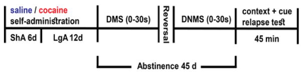 The Effects of Extended-Access Cocaine Self-Administration on Working Memory Performance, Reversal Learning and Incubation of Cocaine-Seeking in Adult Male Rats.