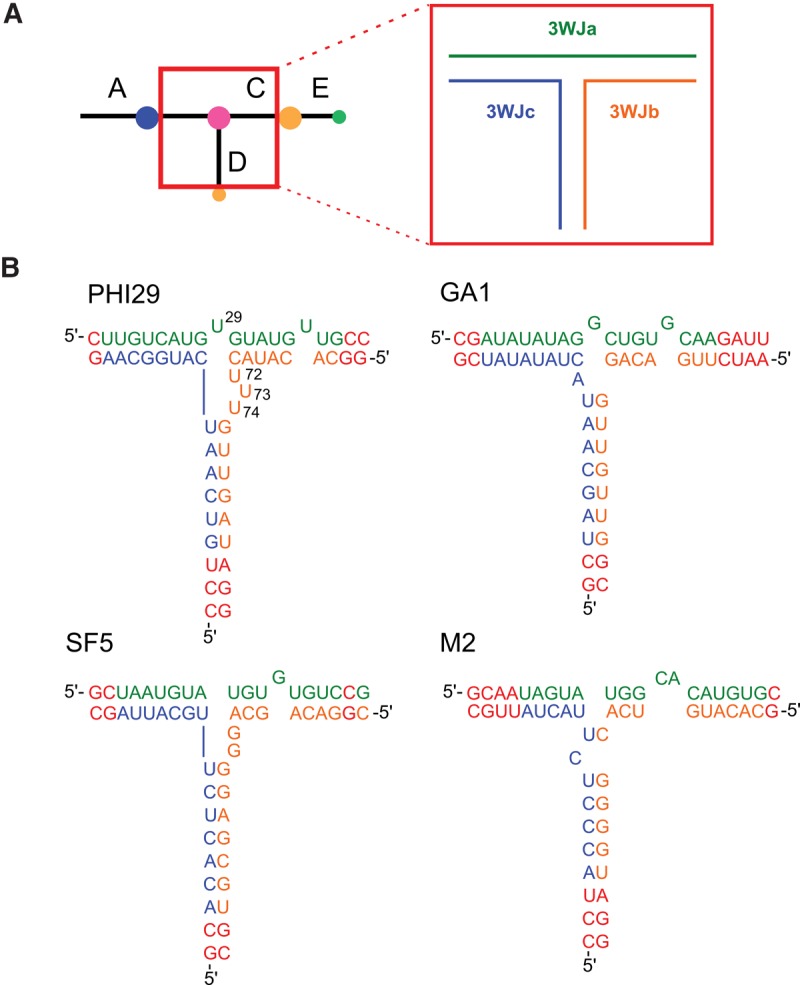 Thermodynamic stabilities of three-way junction nanomotifs in prohead RNA.