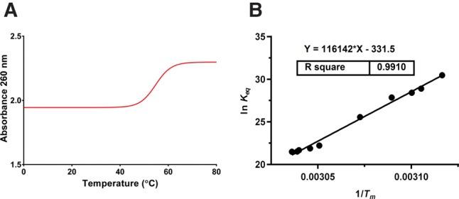 Thermodynamic stabilities of three-way junction nanomotifs in prohead RNA.