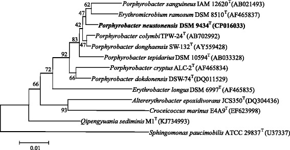 Complete genome sequence of bacteriochlorophyll-synthesizing bacterium <i>Porphyrobacter neustonensis</i> DSM 9434.