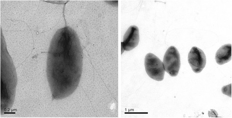 Complete genome sequence of bacteriochlorophyll-synthesizing bacterium <i>Porphyrobacter neustonensis</i> DSM 9434.