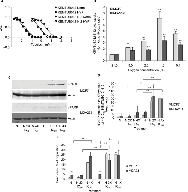 KEMTUB012-NI2, a novel potent tubulysin analog that selectively targets hypoxic cancer cells and is potentiated by cytochrome p450 reductase downregulation.