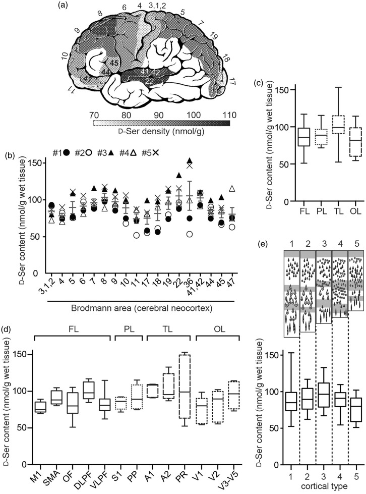 Heterogeneity of D-Serine Distribution in the Human Central Nervous System.