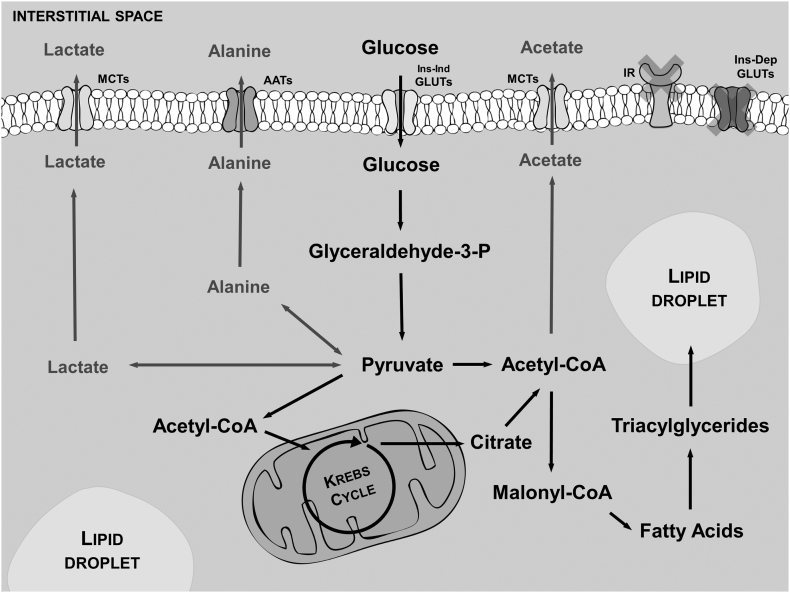 Body mass index is associated with region-dependent metabolic reprogramming of adipose tissue