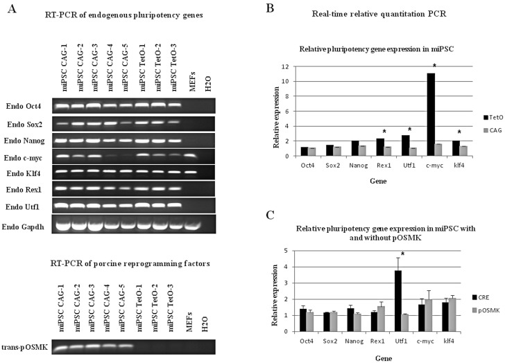 Mouse iPSC generated with porcine reprogramming factors as a model for studying the effects of non-silenced heterologous transgenes on pluripotency.