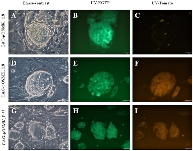 Mouse iPSC generated with porcine reprogramming factors as a model for studying the effects of non-silenced heterologous transgenes on pluripotency.