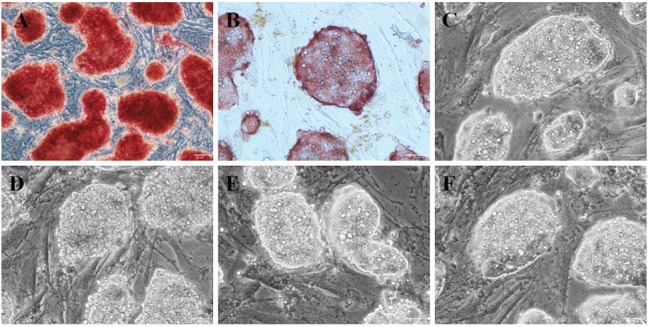 Mouse iPSC generated with porcine reprogramming factors as a model for studying the effects of non-silenced heterologous transgenes on pluripotency.