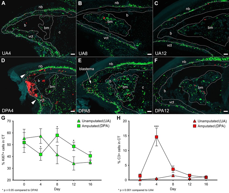 Fibroblast reticular cells engineer a blastema extracellular network during digit tip regeneration in mice.