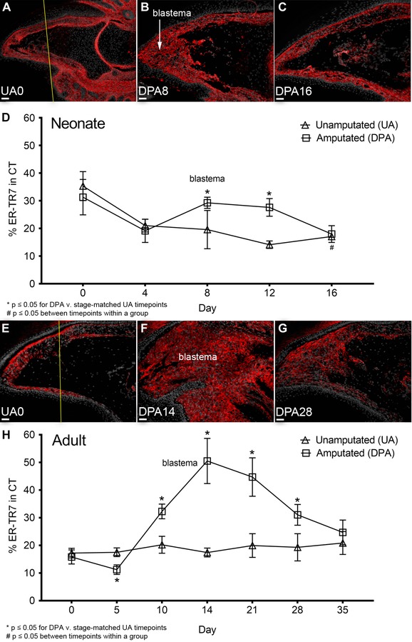 Fibroblast reticular cells engineer a blastema extracellular network during digit tip regeneration in mice.