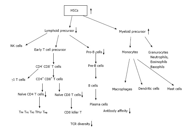 Immunological aspects of age-related diseases.