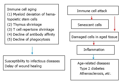 Immunological aspects of age-related diseases.