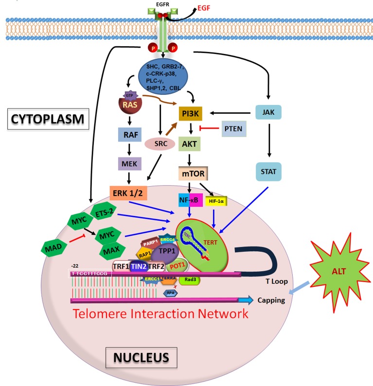 Telomere length regulation through epidermal growth factor receptor signaling in cancer.