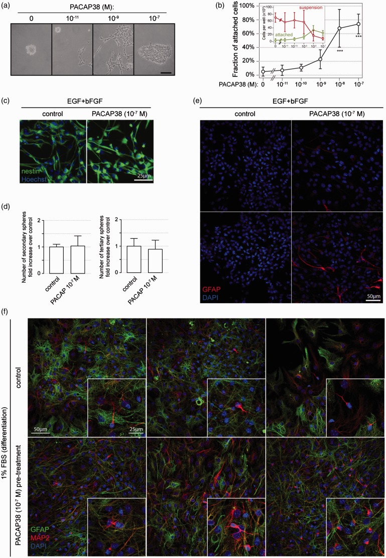 PACAP Promotes Matrix-Driven Adhesion of Cultured Adult Murine Neural Progenitors.