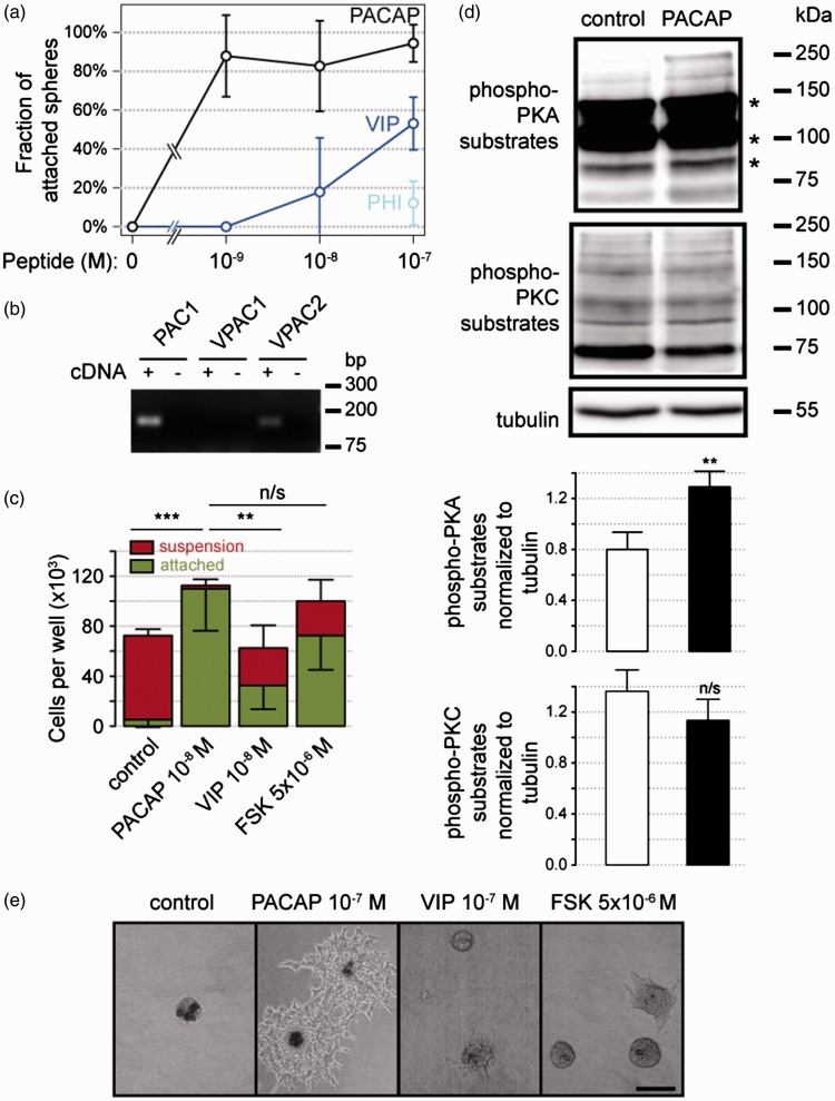 PACAP Promotes Matrix-Driven Adhesion of Cultured Adult Murine Neural Progenitors.