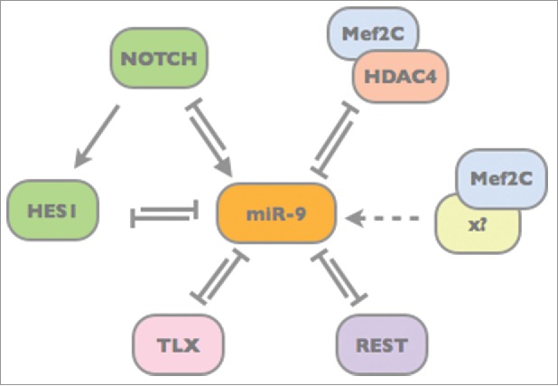 Notch/Hes signaling and miR-9 engage in complex feedback interactions controlling neural progenitor cell proliferation and differentiation.