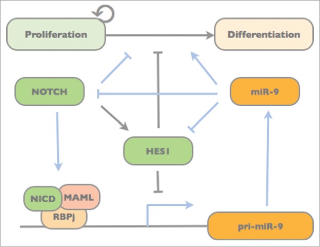 Notch/Hes signaling and miR-9 engage in complex feedback interactions controlling neural progenitor cell proliferation and differentiation.