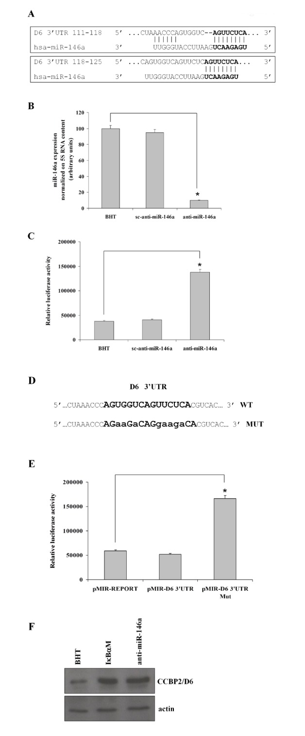 The chemokine scavenging receptor D6/ACKR2 is a target of miR-146a in thyroid cancer.