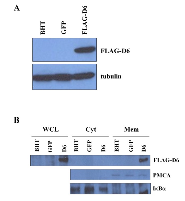 The chemokine scavenging receptor D6/ACKR2 is a target of miR-146a in thyroid cancer.