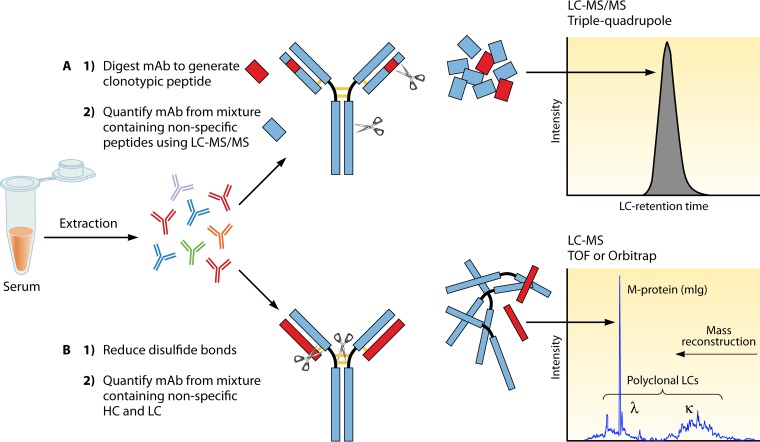 Mass Spectrometry Approaches for Identification and Quantitation of Therapeutic Monoclonal Antibodies in the Clinical Laboratory.