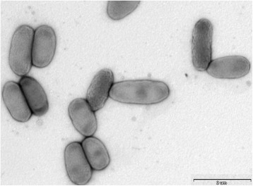 High quality permanent draft genome sequence of <i>Chryseobacterium bovis</i> DSM 19482<sup>T</sup>, isolated from raw cow milk.