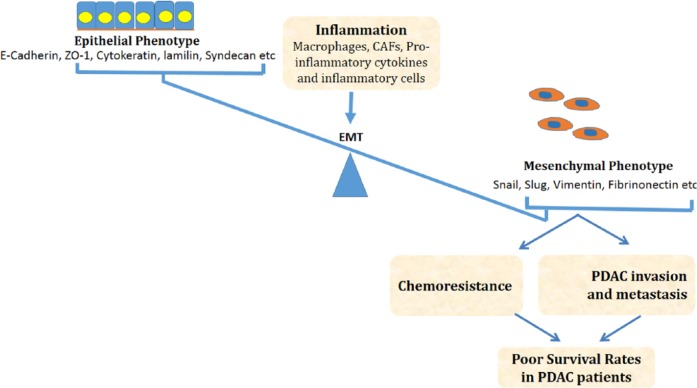 Inflammation and Epithelial-Mesenchymal Transition in Pancreatic Ductal Adenocarcinoma: Fighting Against Multiple Opponents.