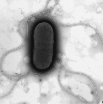 Chromosomal features of <i>Escherichia coli</i> serotype O2:K2, an avian pathogenic <i>E. coli</i>.