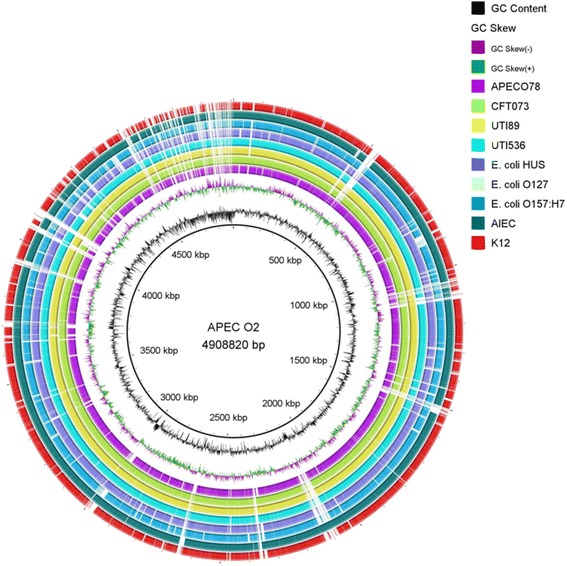 Chromosomal features of <i>Escherichia coli</i> serotype O2:K2, an avian pathogenic <i>E. coli</i>.