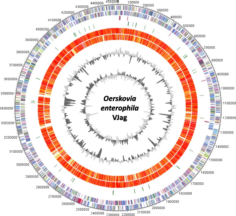 Genome sequencing and description of <i>Oerskovia enterophila</i> VJag, an agar- and cellulose-degrading bacterium.