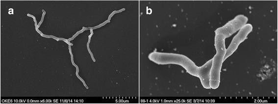 Genome sequencing and description of <i>Oerskovia enterophila</i> VJag, an agar- and cellulose-degrading bacterium.