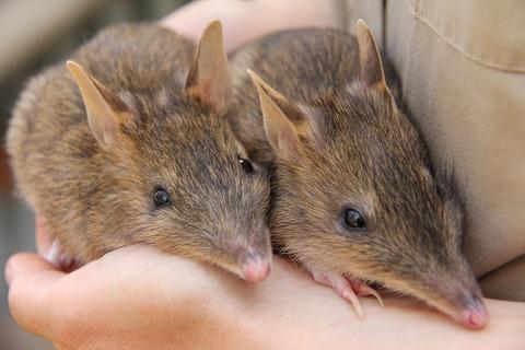 New hope for the Eastern barred bandicoot Perameles gunnii after 27 years of recovery effort