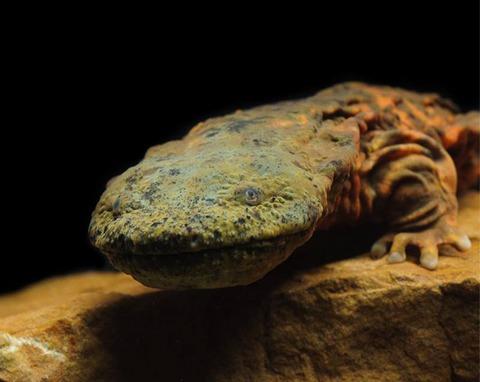 Augmentation programme for the endangered Ozark hellbender Cryptobranchus alleganiensis bishopi in Missouri