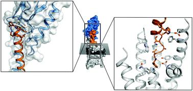 Dynamic properties of the growth hormone releasing hormone receptor (GHRHR) and molecular determinants of GHRH binding†