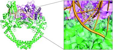 Structure-based design of novel combinatorially generated NBTIs as potential DNA gyrase inhibitors against various Staphylococcus aureus mutant strains†